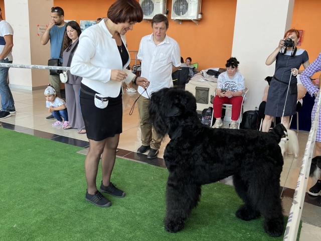 Выставка собак на Казанском ипподроме