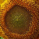 Поле с подсолнухами в 2025 1