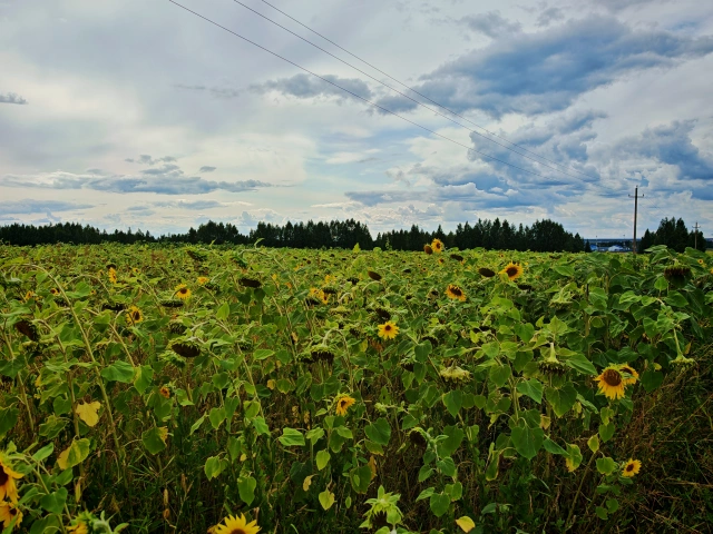 Второе поле подсолнухов в 2025 в сторону Лаишево