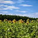 Поле с подсолнухами в 2025 2