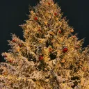 Фотозоны на Московском рынке 2