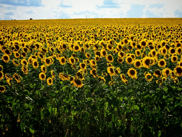 Третье поле подсолнухов в сторону Лаишево
