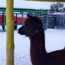 Ферма гномов 3