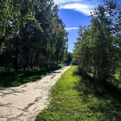 Ноксинский лес 1