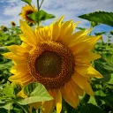 Поле с подсолнухами в 2025 0