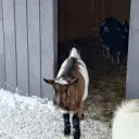 Ферма гномов 0