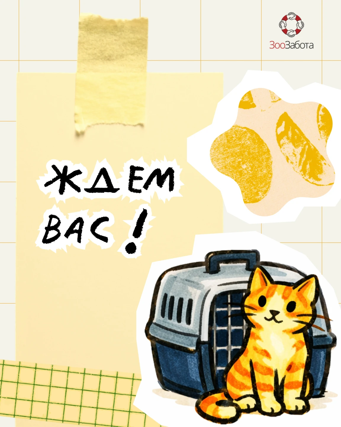 33-й Благотворительный проект "Дорога Домой". Выставка кошек в Казани