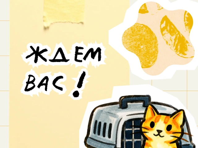 33-й Благотворительный проект "Дорога Домой". Выставка кошек в Казани