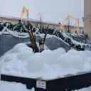 Новогодняя ёлка в сквере Зиланта 1